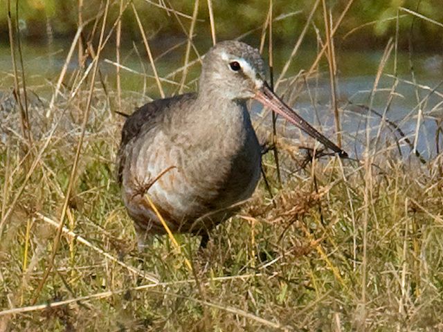 Hudsonian Godwits